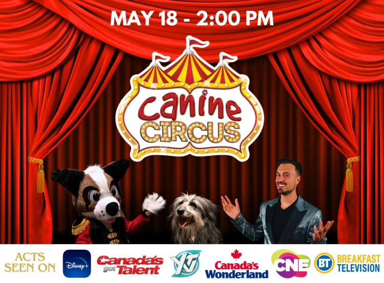 The Canine Circus